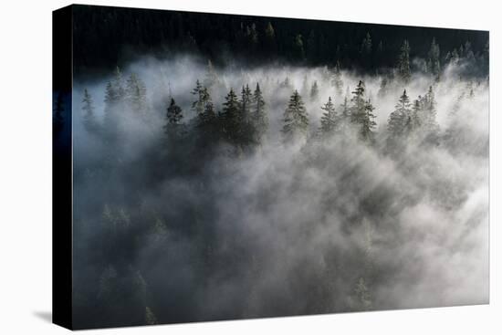 Trees of forest hidden by morning fog at dawn, Dolomites, Italy, Europe-Roberto Moiola-Stretched Canvas
