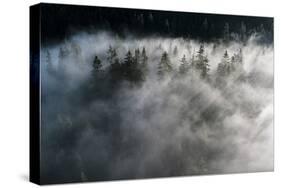 Trees of forest hidden by morning fog at dawn, Dolomites, Italy, Europe-Roberto Moiola-Stretched Canvas