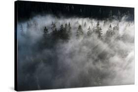 Trees of forest hidden by morning fog at dawn, Dolomites, Italy, Europe-Roberto Moiola-Stretched Canvas
