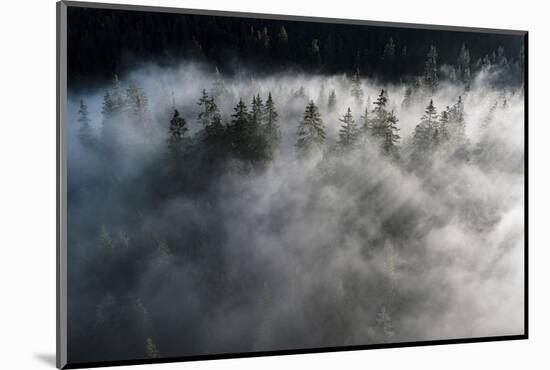 Trees of forest hidden by morning fog at dawn, Dolomites, Italy, Europe-Roberto Moiola-Mounted Photographic Print