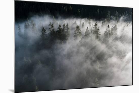 Trees of forest hidden by morning fog at dawn, Dolomites, Italy, Europe-Roberto Moiola-Mounted Photographic Print