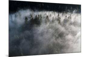 Trees of forest hidden by morning fog at dawn, Dolomites, Italy, Europe-Roberto Moiola-Mounted Photographic Print