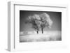 Trees of the Flint Hills in black and white infrared-Michael Scheufler-Framed Photographic Print