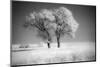 Trees of the Flint Hills in black and white infrared-Michael Scheufler-Mounted Photographic Print