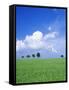 Trees on a Cornfield, Hartsfeld, Swabian Alb, Baden Wurttemberg, Germany, Europe-Markus Lange-Framed Stretched Canvas