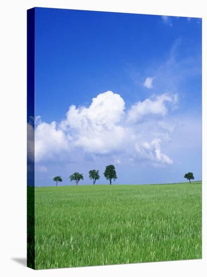 Trees on a Cornfield, Hartsfeld, Swabian Alb, Baden Wurttemberg, Germany, Europe-Markus Lange-Stretched Canvas