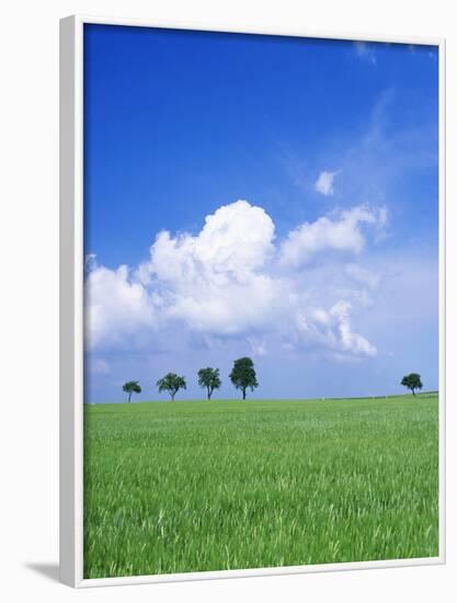 Trees on a Cornfield, Hartsfeld, Swabian Alb, Baden Wurttemberg, Germany, Europe-Markus Lange-Framed Photographic Print