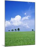 Trees on a Cornfield, Hartsfeld, Swabian Alb, Baden Wurttemberg, Germany, Europe-Markus Lange-Mounted Photographic Print