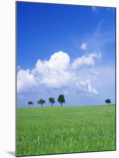 Trees on a Cornfield, Hartsfeld, Swabian Alb, Baden Wurttemberg, Germany, Europe-Markus Lange-Mounted Photographic Print