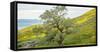 Trees on a grassy landscape, Carrizo Plain, Carrizo Plain National Monument, Temblor Range, San...-null-Framed Stretched Canvas