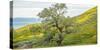 Trees on a grassy landscape, Carrizo Plain, Carrizo Plain National Monument, Temblor Range, San...-null-Stretched Canvas