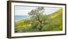 Trees on a grassy landscape, Carrizo Plain, Carrizo Plain National Monument, Temblor Range, San...-null-Framed Photographic Print