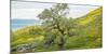 Trees on a grassy landscape, Carrizo Plain, Carrizo Plain National Monument, Temblor Range, San...-null-Mounted Photographic Print