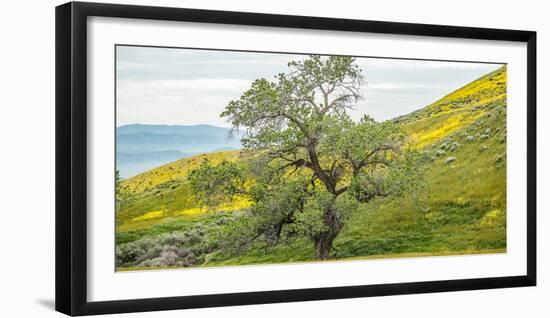 Trees on a grassy landscape, Carrizo Plain, Carrizo Plain National Monument, Temblor Range, San...-null-Framed Photographic Print