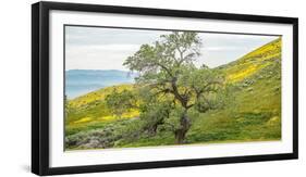 Trees on a grassy landscape, Carrizo Plain, Carrizo Plain National Monument, Temblor Range, San...-null-Framed Photographic Print