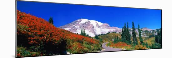 Trees on a Hill, Mt Rainier, Mount Rainier National Park, Pierce County, Washington State, USA-null-Mounted Photographic Print