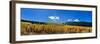 Trees on a landscape, Colorado, USA-null-Framed Photographic Print