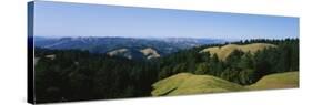 Trees on a Landscape, Mt. Tamalpais, Marin County, California, USA-null-Stretched Canvas