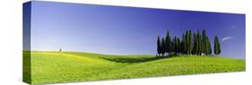 Trees on a Landscape, Val D'Orcia, Siena Province, Tuscany, Italy-null-Stretched Canvas