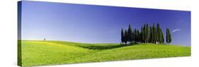 Trees on a Landscape, Val D'Orcia, Siena Province, Tuscany, Italy-null-Stretched Canvas