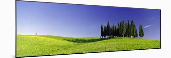 Trees on a Landscape, Val D'Orcia, Siena Province, Tuscany, Italy-null-Mounted Photographic Print
