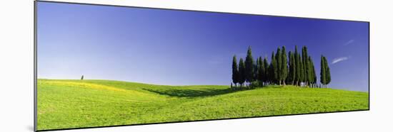 Trees on a Landscape, Val D'Orcia, Siena Province, Tuscany, Italy-null-Mounted Photographic Print