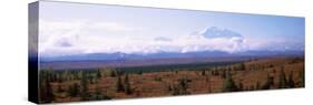 Trees on a Landscape with a Mountain Range in the Background, Mt McKinley, Denali National Park-null-Stretched Canvas