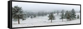 Trees on a snow covered landscape along Trail Ridge Road, Estes Park, Rocky Mountain National Pa...-null-Framed Stretched Canvas