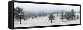 Trees on a snow covered landscape along Trail Ridge Road, Estes Park, Rocky Mountain National Pa...-null-Framed Stretched Canvas