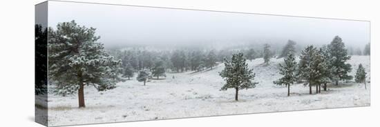 Trees on a snow covered landscape along Trail Ridge Road, Estes Park, Rocky Mountain National Pa...-null-Stretched Canvas