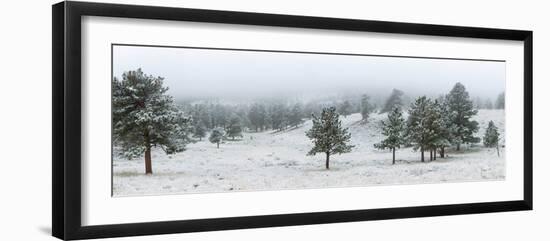 Trees on a snow covered landscape along Trail Ridge Road, Estes Park, Rocky Mountain National Pa...-null-Framed Photographic Print