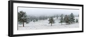 Trees on a snow covered landscape along Trail Ridge Road, Estes Park, Rocky Mountain National Pa...-null-Framed Photographic Print