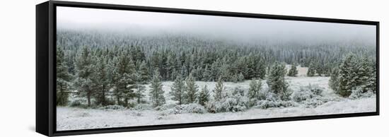 Trees on a snow covered landscape along Trail Ridge Road, Estes Park, Rocky Mountain National Pa...-null-Framed Stretched Canvas