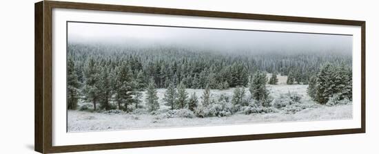 Trees on a snow covered landscape along Trail Ridge Road, Estes Park, Rocky Mountain National Pa...-null-Framed Premium Photographic Print