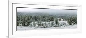 Trees on a snow covered landscape along Trail Ridge Road, Estes Park, Rocky Mountain National Pa...-null-Framed Photographic Print