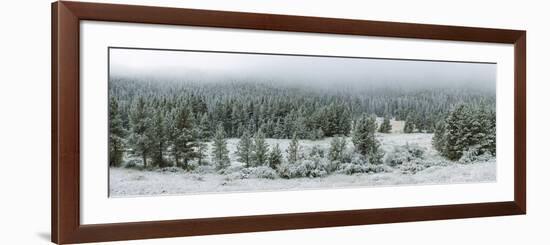 Trees on a snow covered landscape along Trail Ridge Road, Estes Park, Rocky Mountain National Pa...-null-Framed Photographic Print