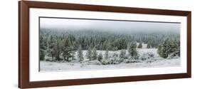 Trees on a snow covered landscape along Trail Ridge Road, Estes Park, Rocky Mountain National Pa...-null-Framed Photographic Print