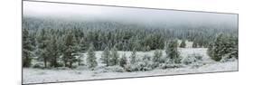 Trees on a snow covered landscape along Trail Ridge Road, Estes Park, Rocky Mountain National Pa...-null-Mounted Photographic Print