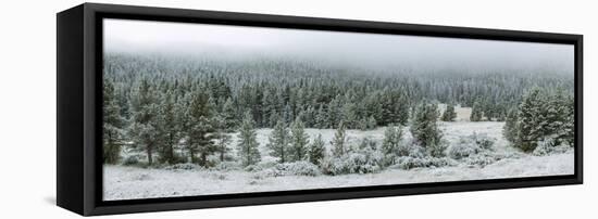 Trees on a snow covered landscape along Trail Ridge Road, Estes Park, Rocky Mountain National Pa...-null-Framed Stretched Canvas