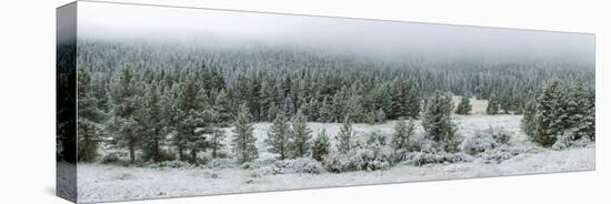Trees on a snow covered landscape along Trail Ridge Road, Estes Park, Rocky Mountain National Pa...-null-Stretched Canvas