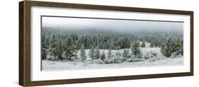 Trees on a snow covered landscape along Trail Ridge Road, Estes Park, Rocky Mountain National Pa...-null-Framed Photographic Print