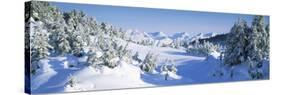 Trees on a Snow Covered Landscape, Chugach Mountains, Alaska, USA-null-Stretched Canvas