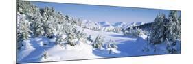 Trees on a Snow Covered Landscape, Chugach Mountains, Alaska, USA-null-Mounted Photographic Print