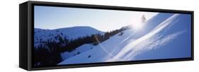 Trees on a Snow Covered Landscape, Kitzbuhel, Westendorf, Tirol, Austria-null-Framed Stretched Canvas