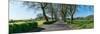 Trees on both sides of road, Sao Miguel Island, Azores, Portugal-null-Mounted Photographic Print