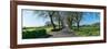 Trees on both sides of road, Sao Miguel Island, Azores, Portugal-null-Framed Photographic Print