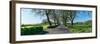 Trees on both sides of road, Sao Miguel Island, Azores, Portugal-null-Framed Photographic Print