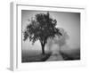 Trees on County Road-null-Framed Art Print