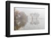 Trees on foggy morning, Bosque del Apache National Wildlife Refuge, New Mexico-Adam Jones-Framed Photographic Print