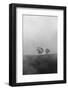 Trees on hill during fog, Malibu, Los Angeles County, California, USA-Panoramic Images-Framed Photographic Print